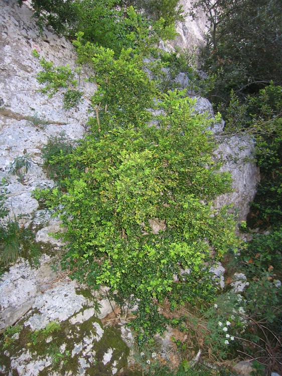 Buxus sempervirens